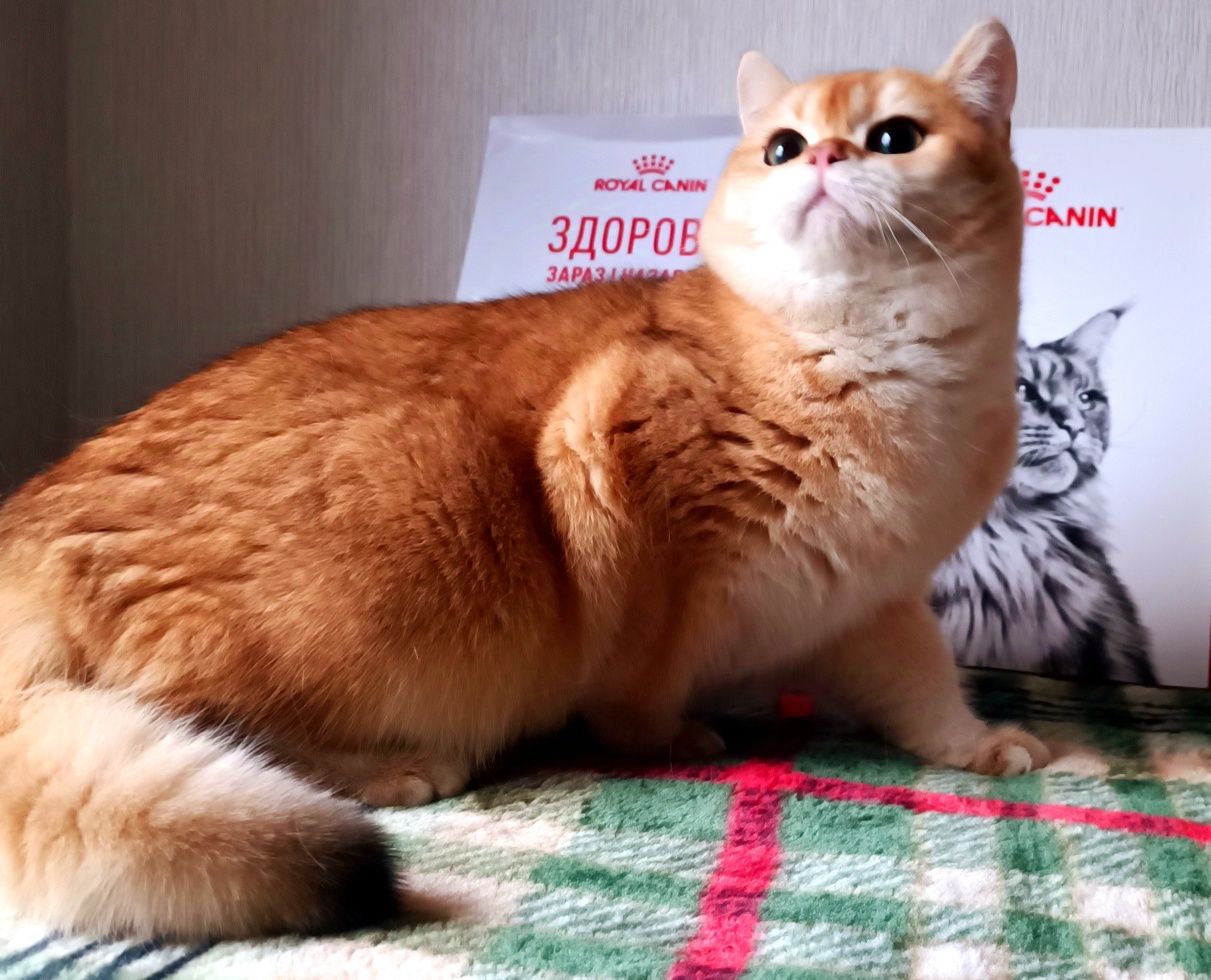 Британские золотые котята