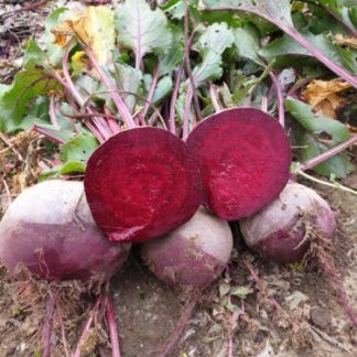 Продам буряк столовий оптом з поля