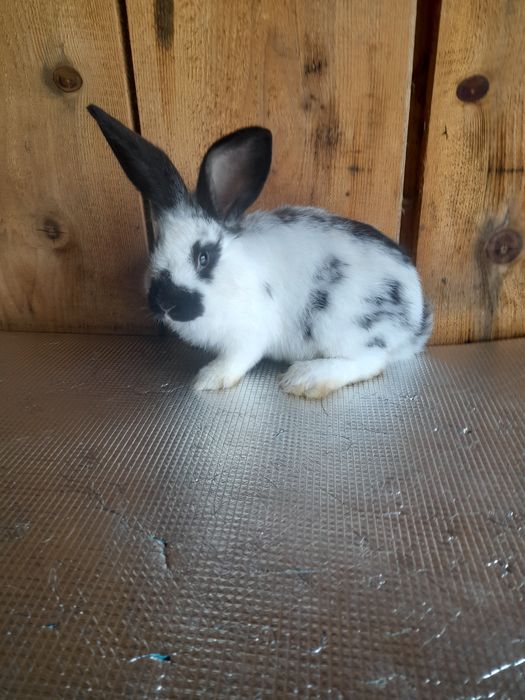 Продам самця строкача