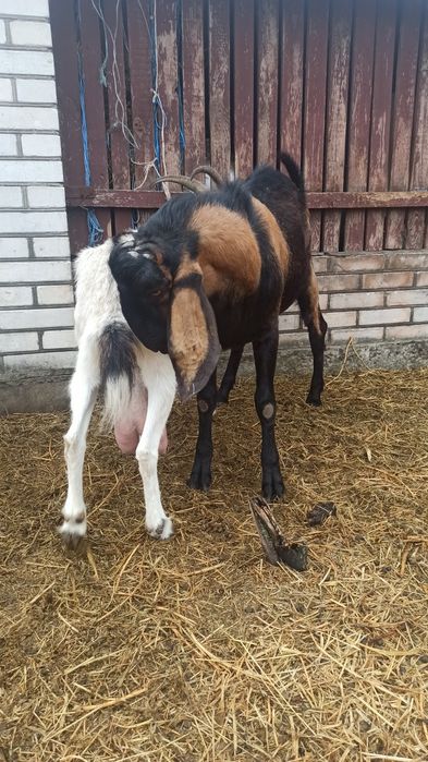 Козел АН 100% на паровку