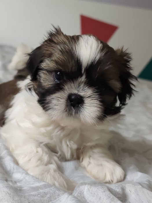Piesek  rasy Shih Tzu