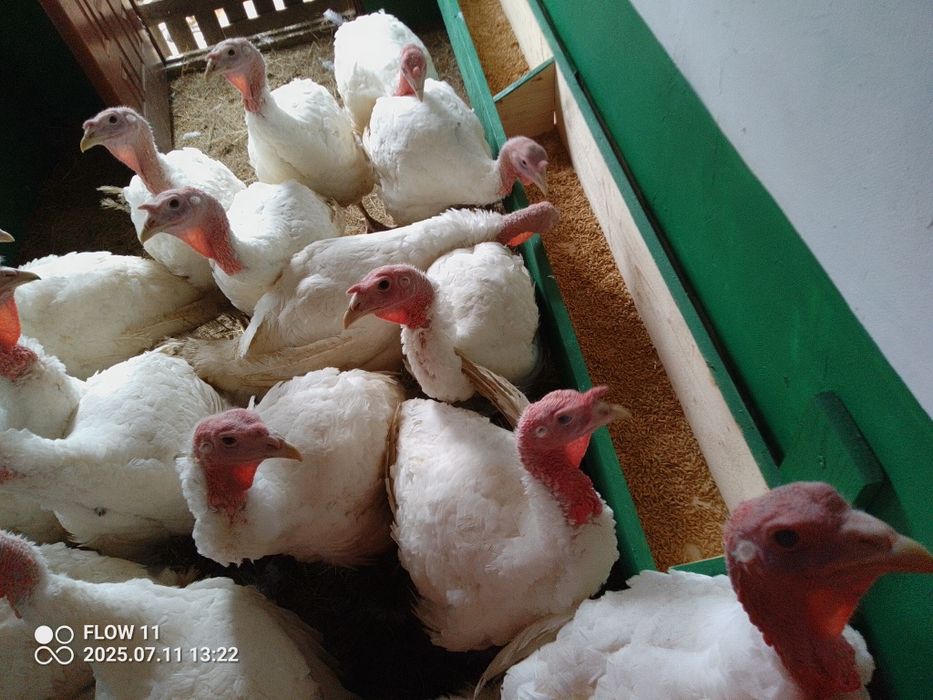 Indyk Mięso z indyka