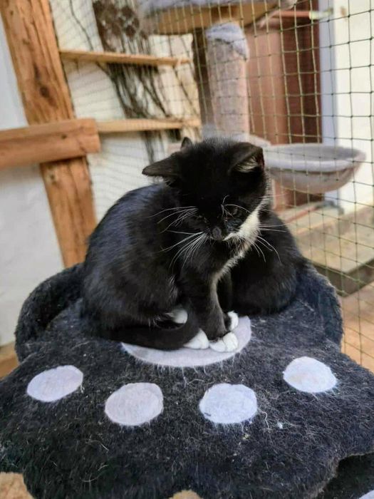 Śliczny i kochany Maksiu do adopcji,pokochaj kociaka,uratowany kot,cud