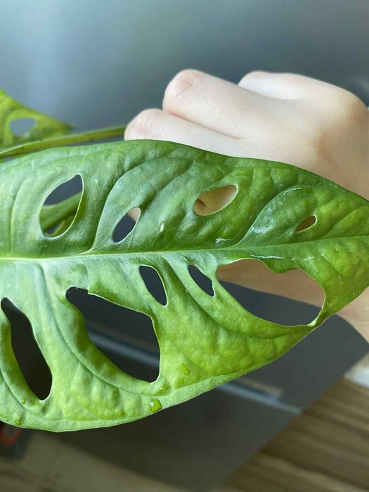 Monstera adansonii variegata regres