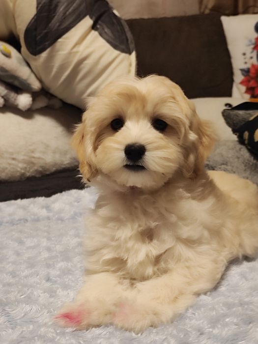 Śliczna suczka Maltipoo