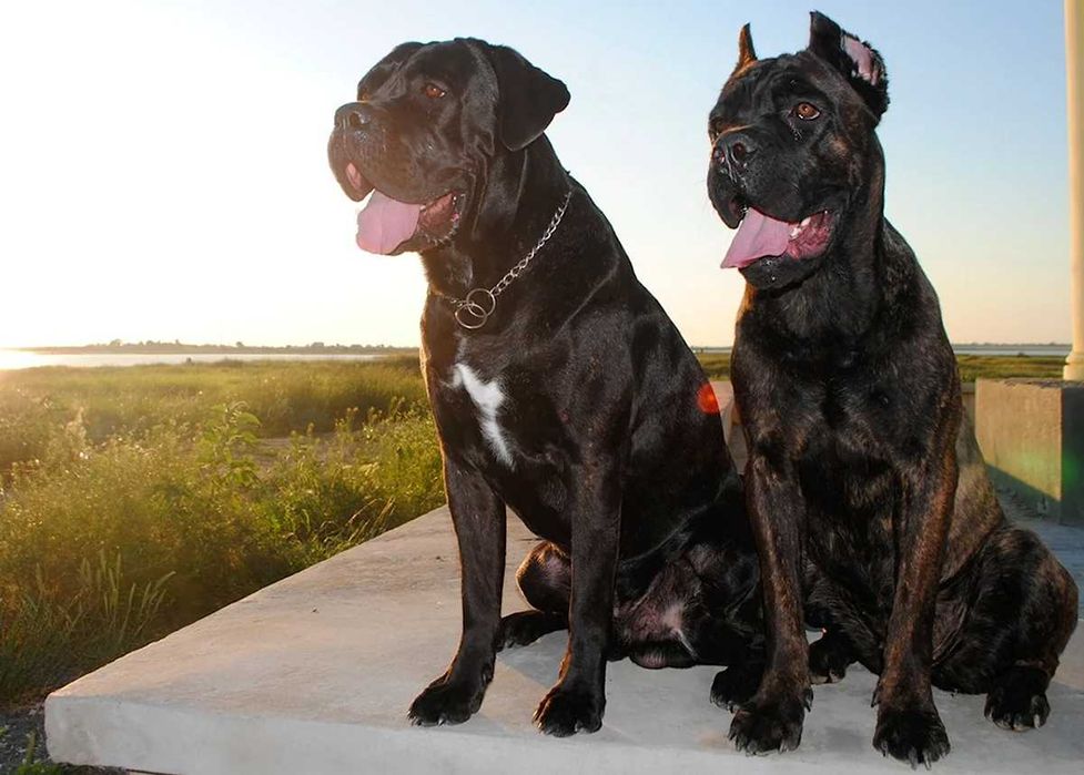 Продам щеня корсятко