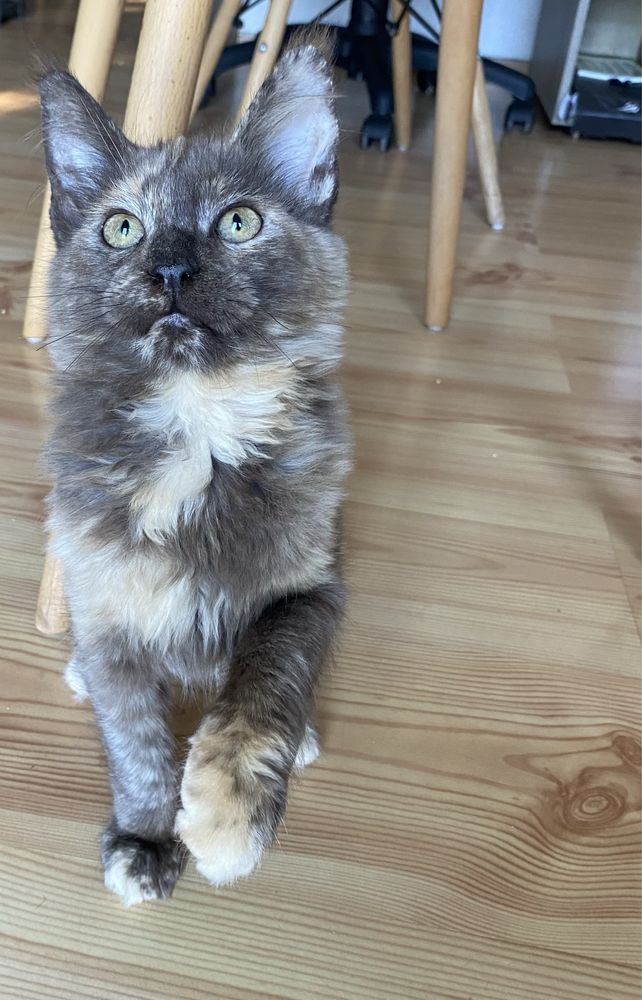 Maine coon kotka czarny szylkret trikolor