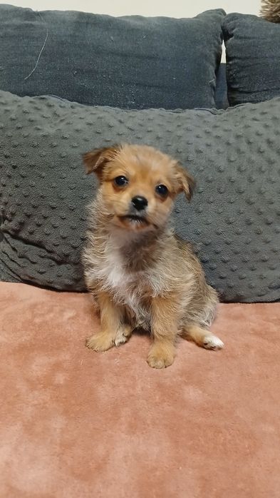 Do adopcji malutki piesek