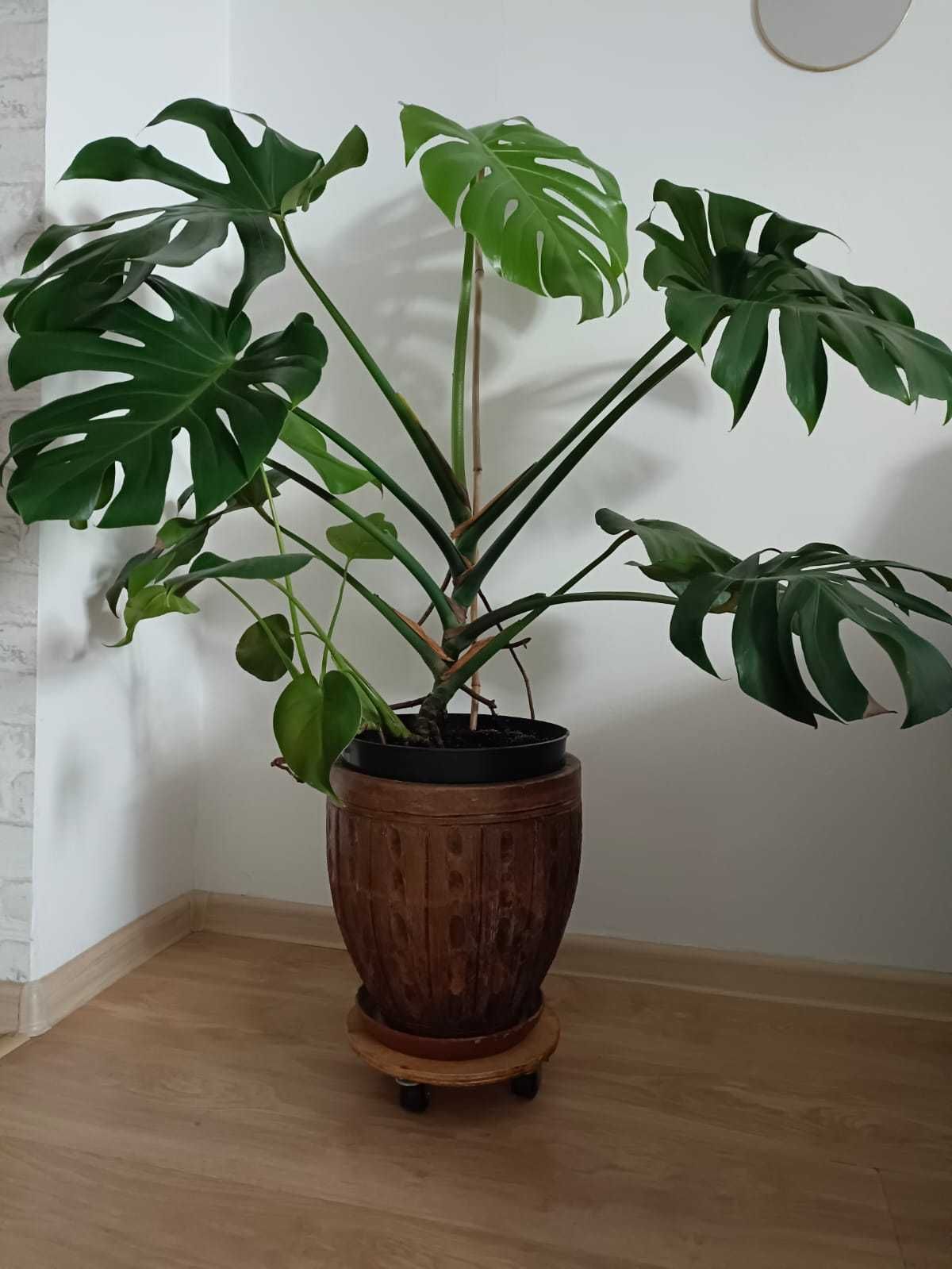 Monstera Hoja Asparagus Difenbachia Dracena i inne kwiaty doniczkowe