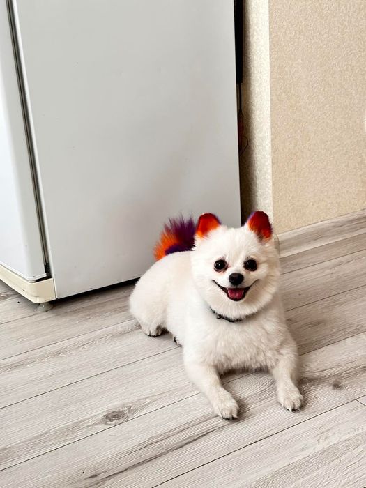 Померанський шпіц