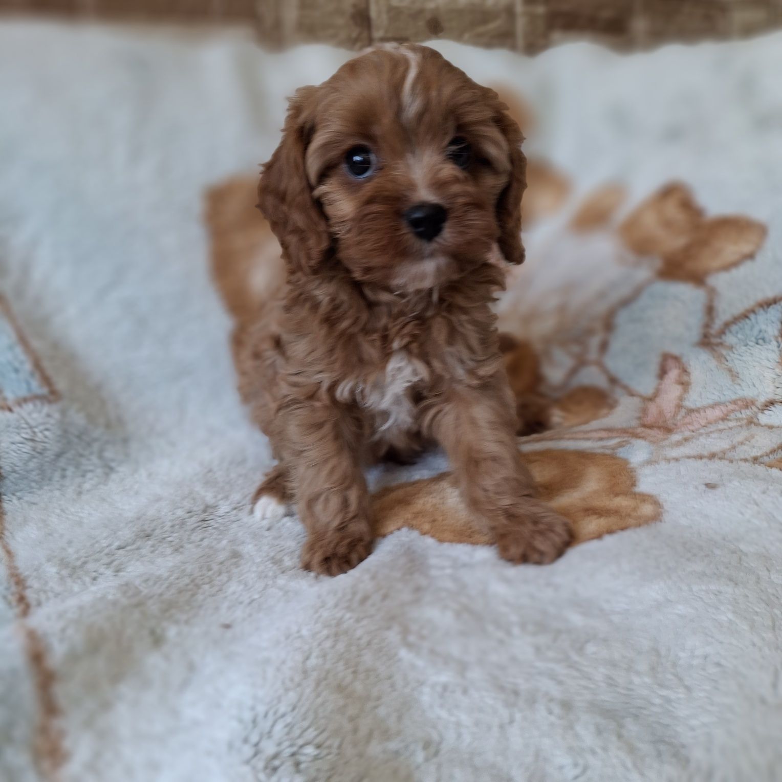 Cavapoo po wszystkich szczepieniach