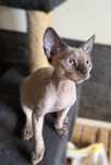Samiec Devon Rex- do hodowli FPL