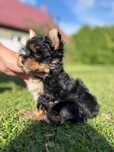 Sprzedam szczeniaki Yorkshire Terrier