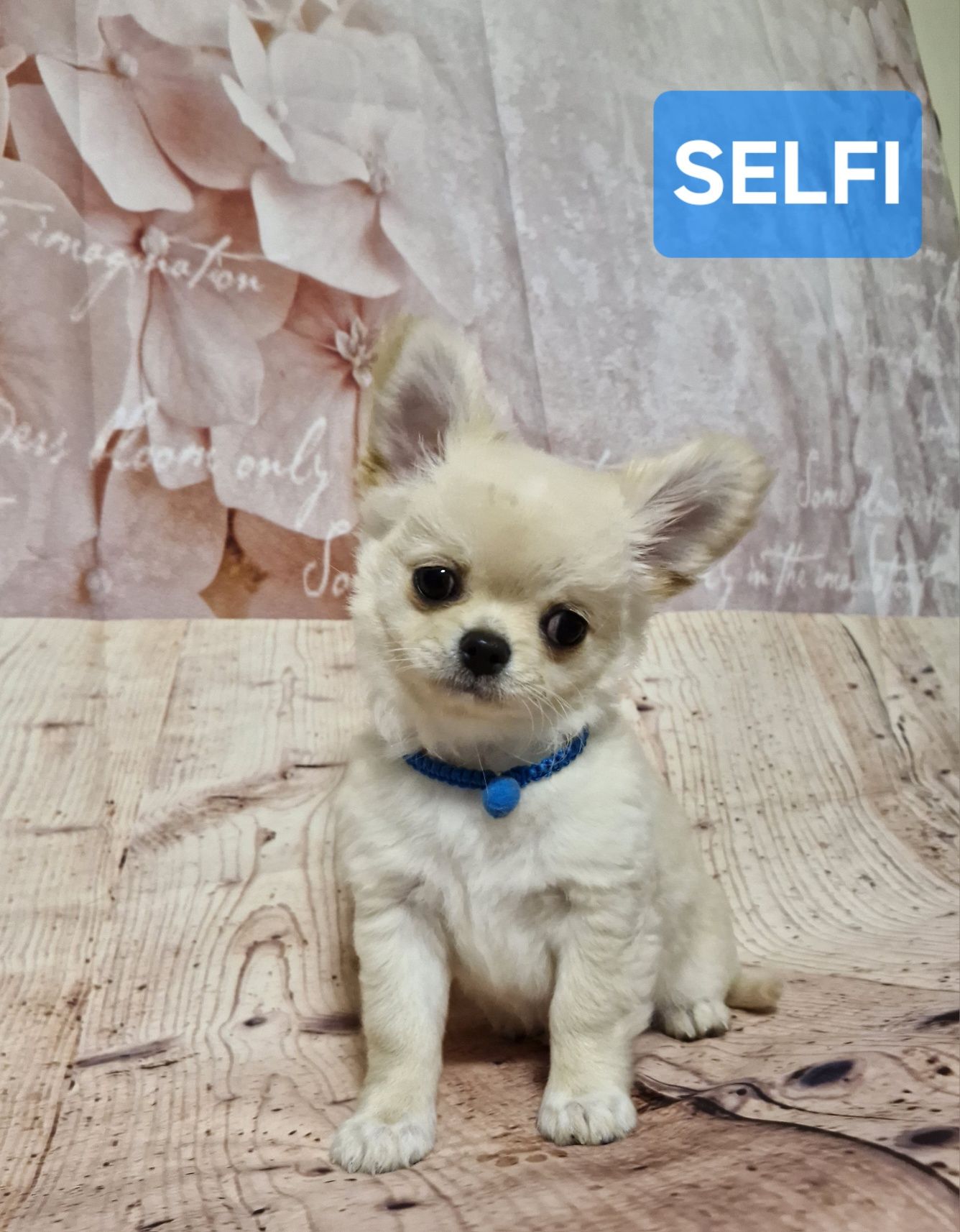 SELFI Chihuahua Długowłosy ZKwP FCI