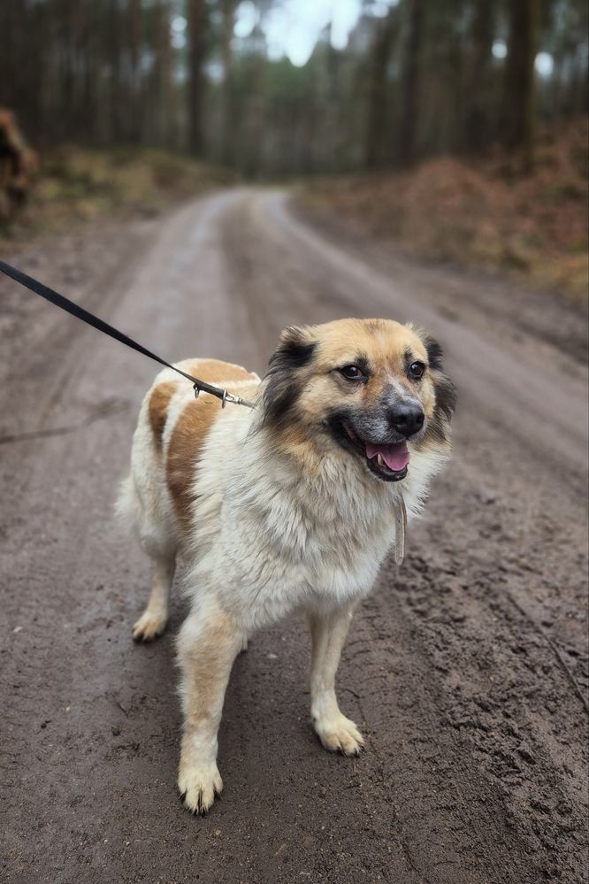 Cudowna i mięciutka Idzia czeka na swój domek!