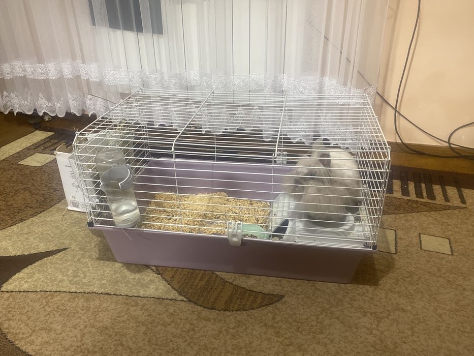 Продам декоративного кролика