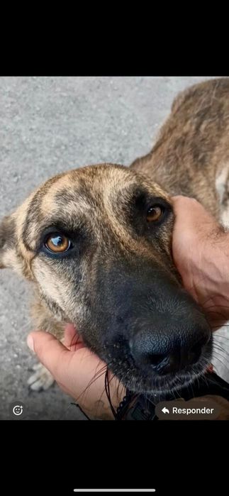 Raçado de pastor belga