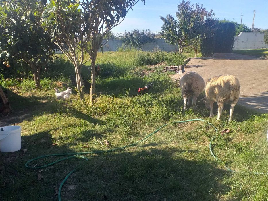 Ovelhas inra 401 puros