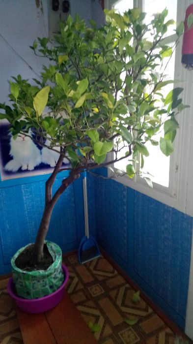 Продам великий лимон