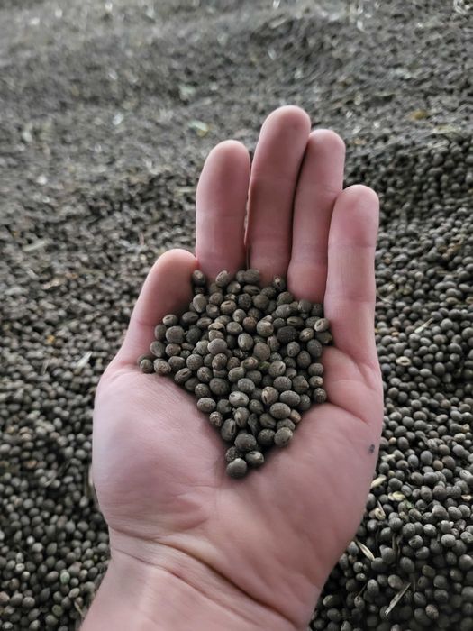 ŁUBIN , gorzki na poplon  (2025)