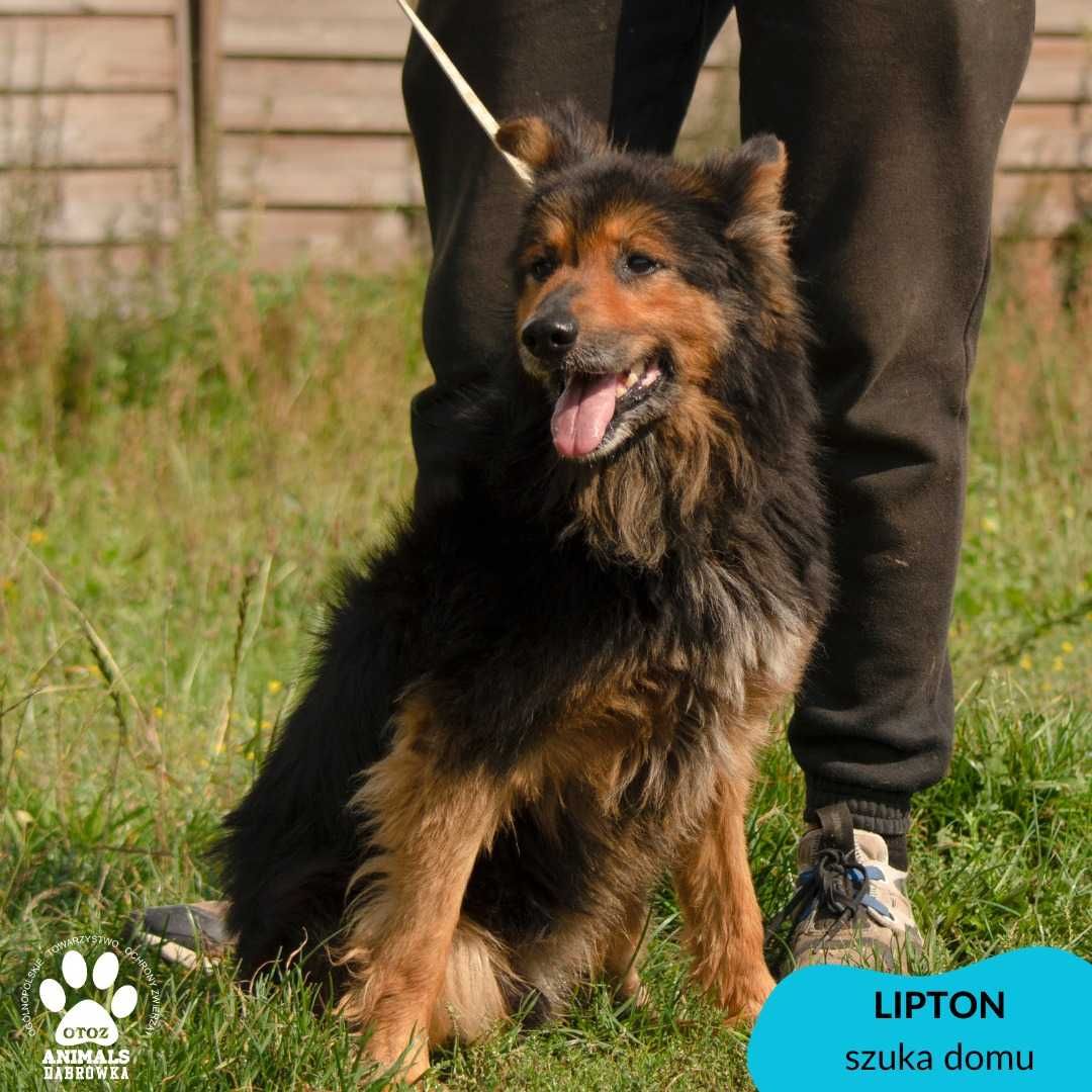 Lipton szuka domu