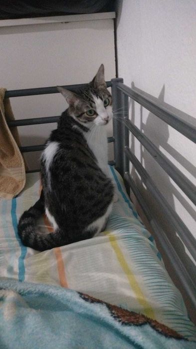 Gata gatinha 7 meses para adoção consciente