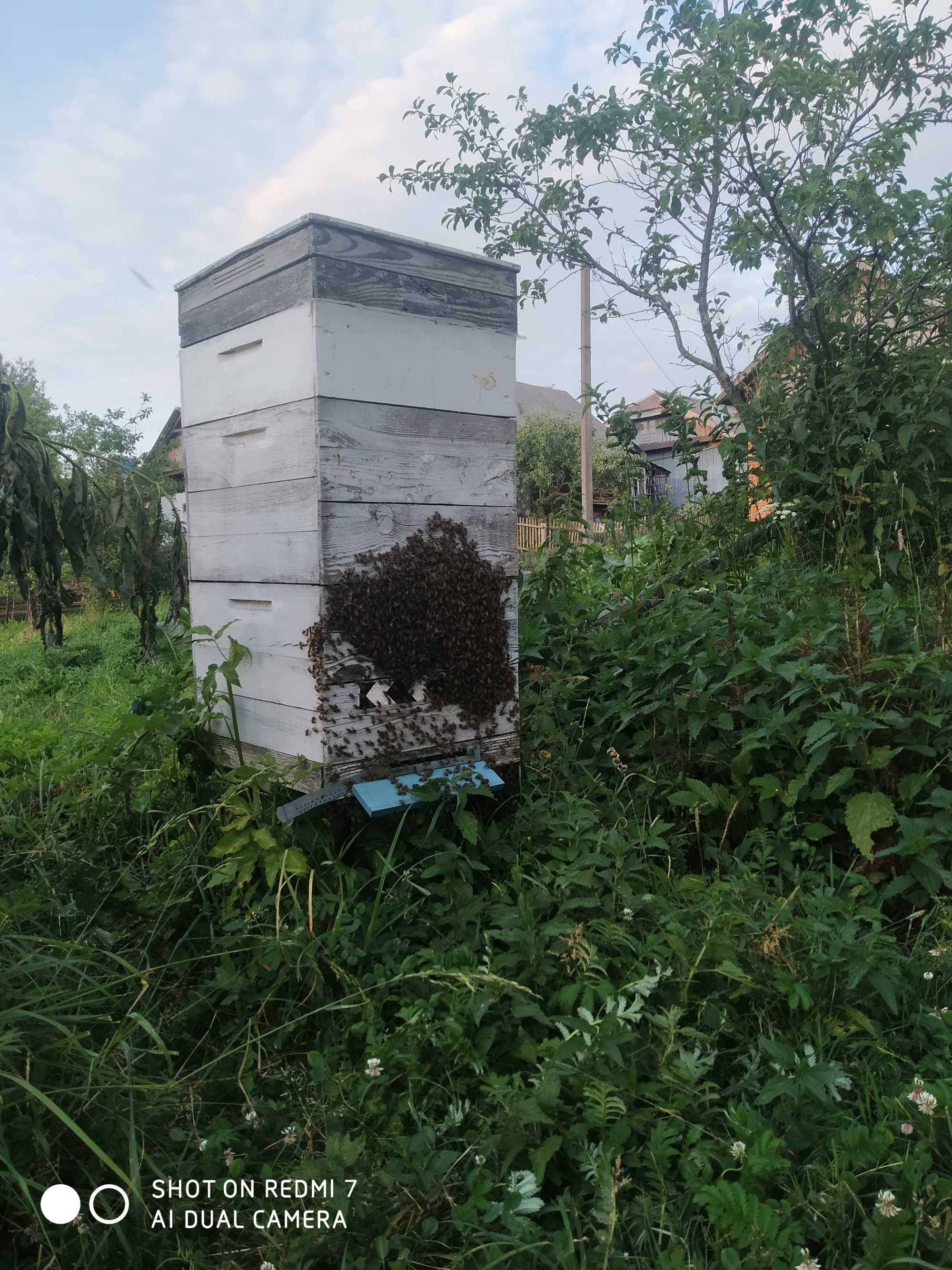 Продається екологічно чистий мед з власної пасіки