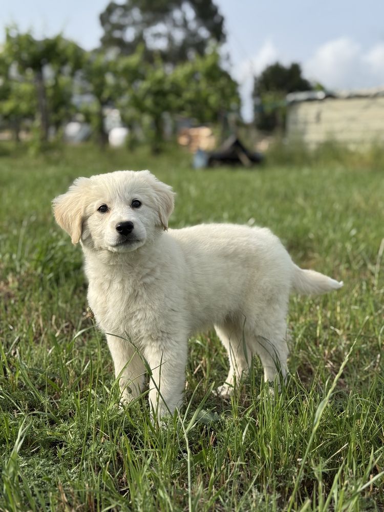 Golden Retriever fêmea