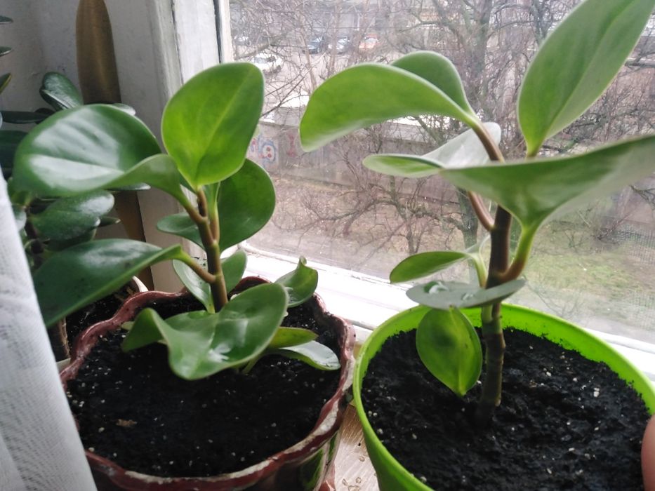 Паперомия цветок молодой