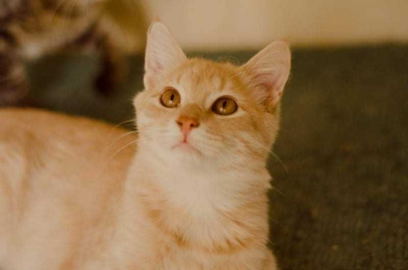 Чук в поиске любящей семьи!