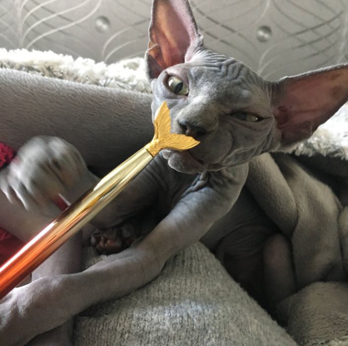 Канадський сфінкс ,  окрас blue solid , хлопчик