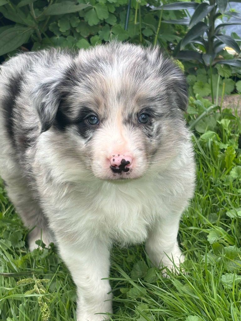 Border collie - piesek blue merle