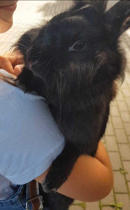 Króliczek Luna szuka rodzinę