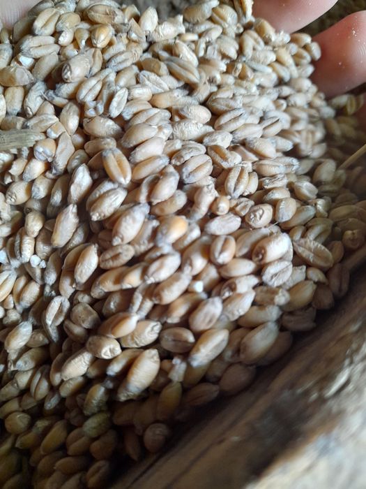 Sprzedam pszenicę wąsatkę i żyto ,pszenżyto