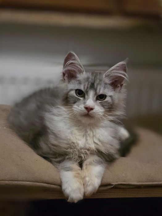 Uroczy srebrzysty kocurek Maine Coon - rezerwacja