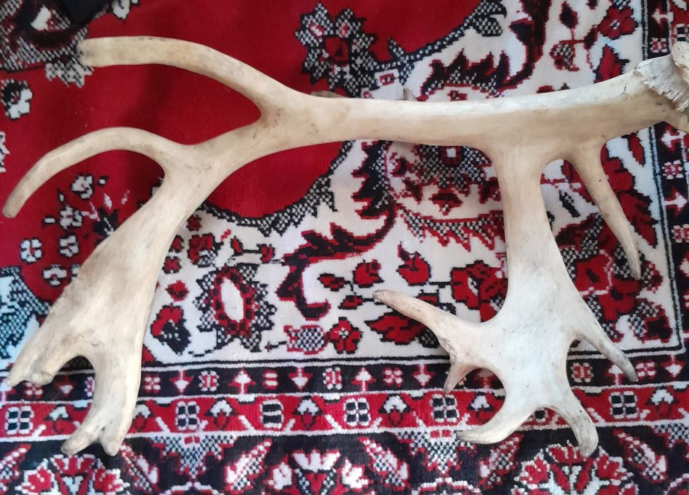 Продам рога оленя.