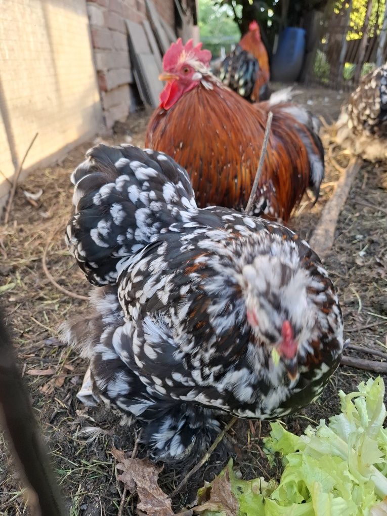 Kochinki kury i kogut
