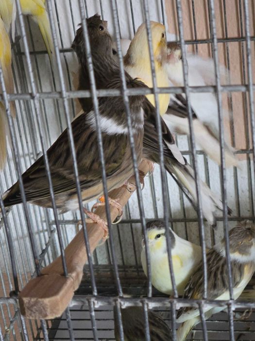 Canarios machos e femeas