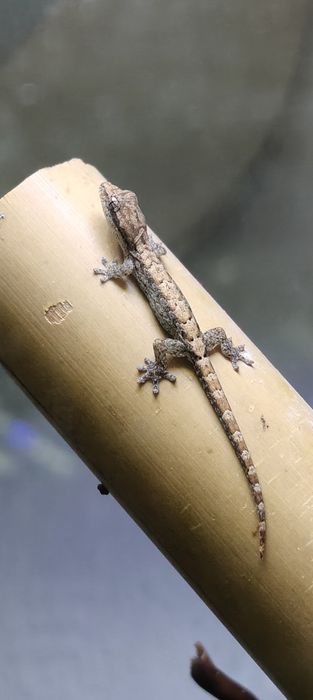 Gekon płaczący lepidodactylus lugubris jaszczurka płaczek