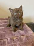 Femêa British Shorthair Canela  com LOP