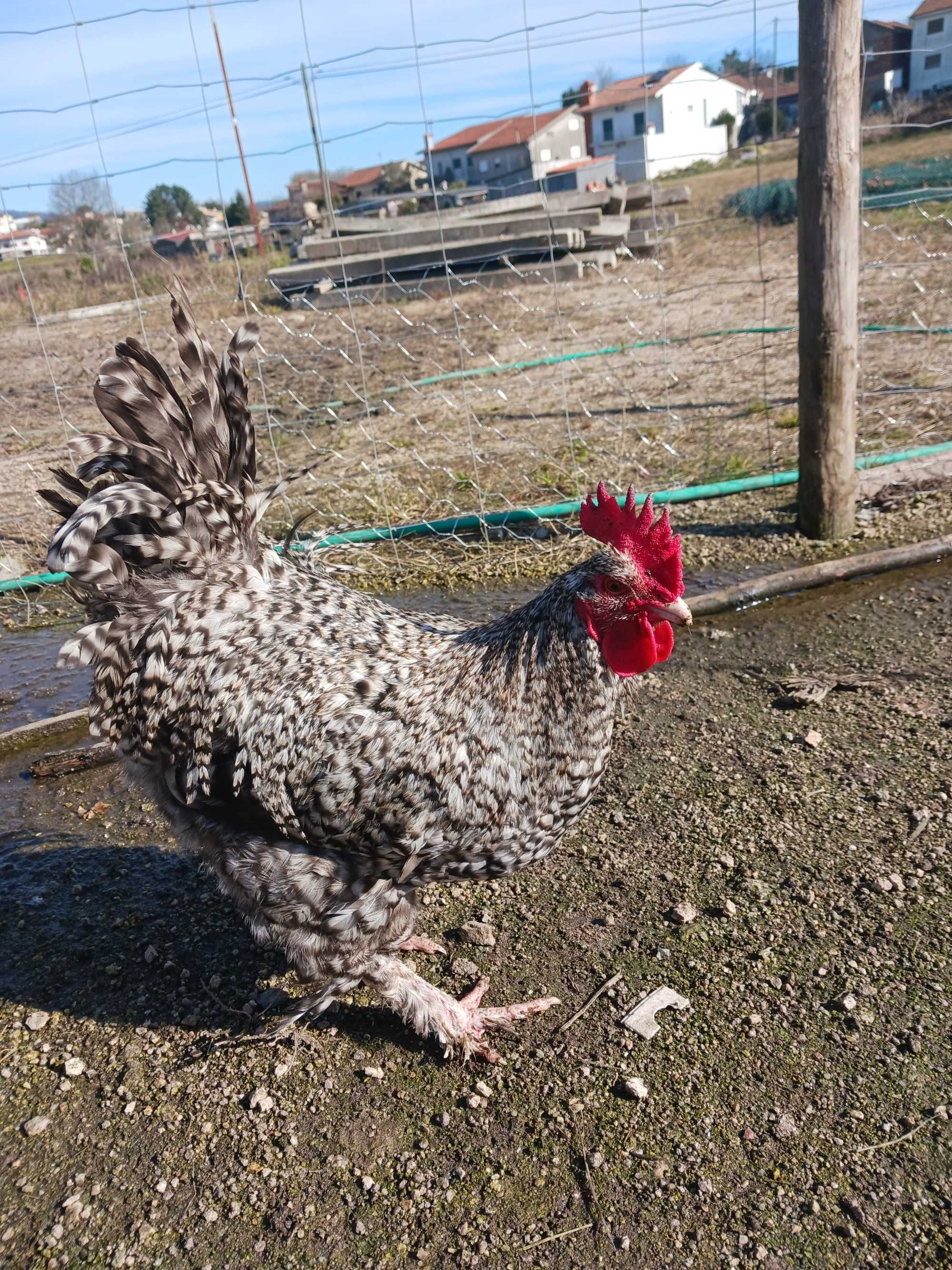 Galo Maline e Rhode Island Red