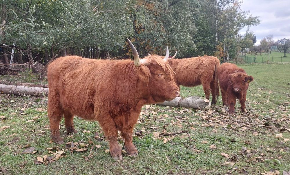 Krowa Bydło Szkockie Highland