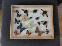 Gablotka, gablota, kolekcja motyli, motyle, owady, owady