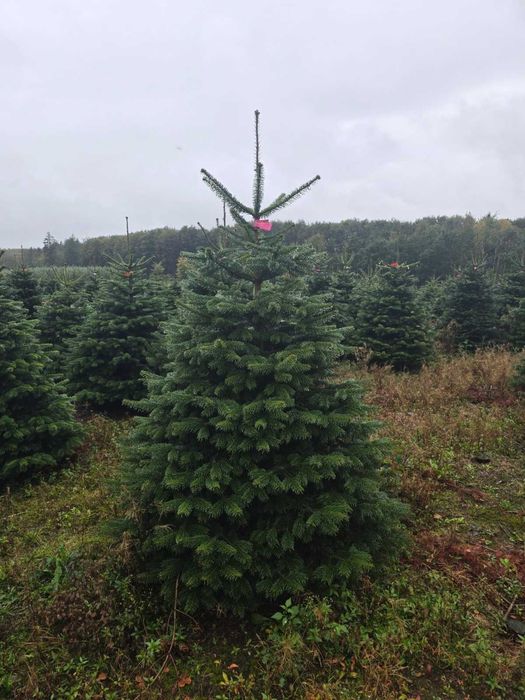 Choinki z najlepszych z plantacji z Danii jodły kaukaskie PRIMA 24h/7!