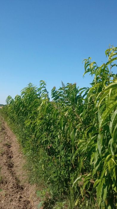 Саджанці плодових дерев. Купити саджанці