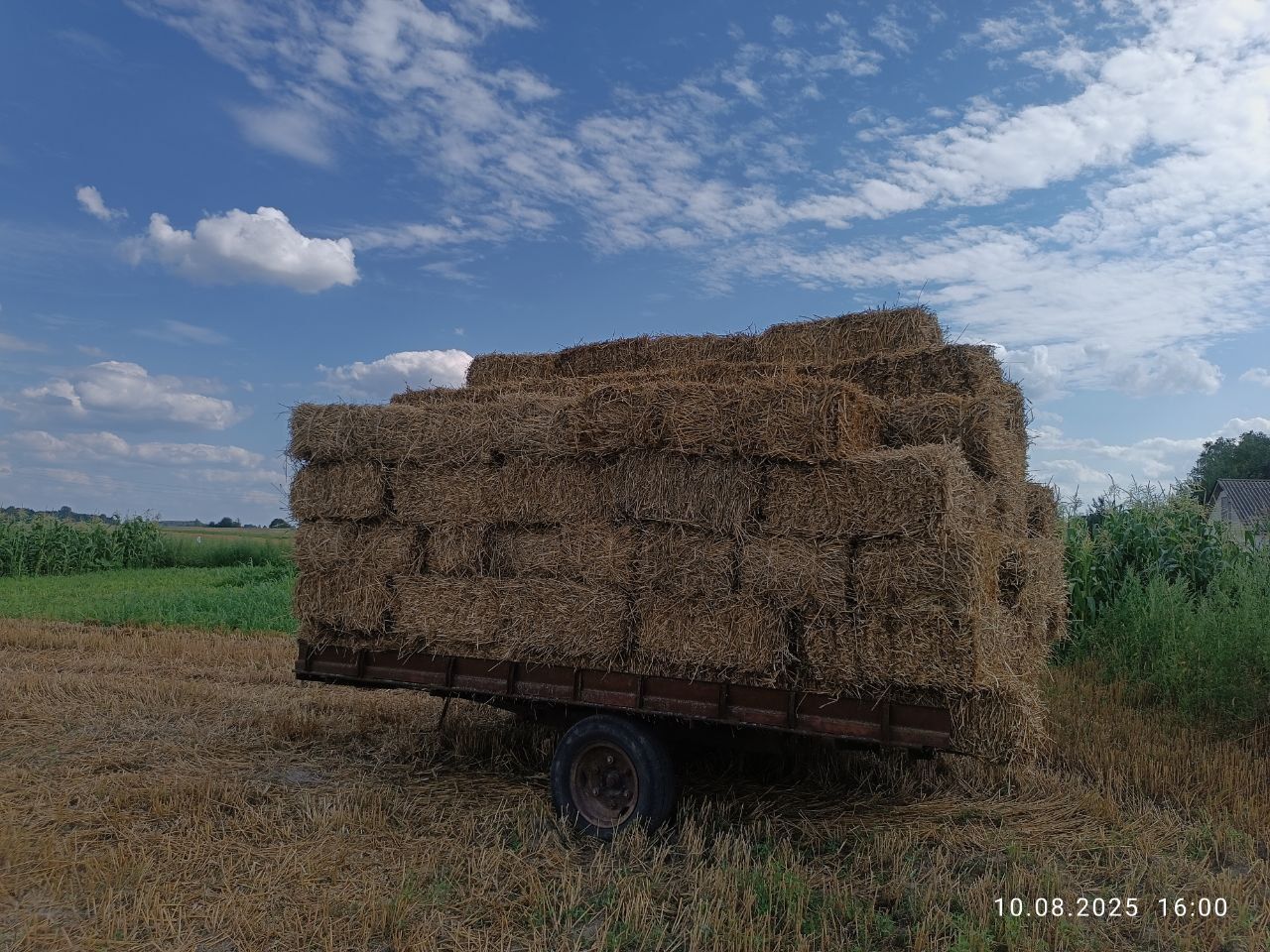 Продам  пшеничную и овсяную солому