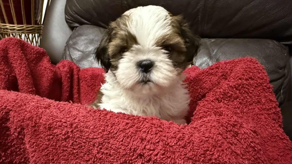 Piesek szczeniaczek shih tzu z rodowodem