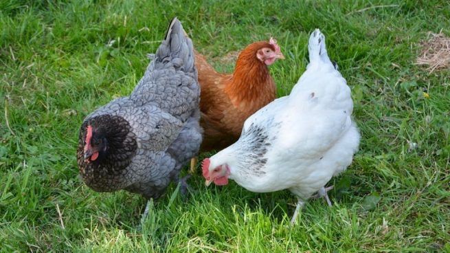 Galinhas poedeiras de várias raças/ mil flores, leghorn perdiz.