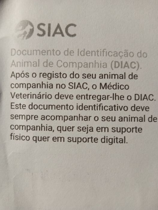 Pastor alemão preto   cachorro
