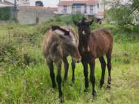 2 Poldros PSL, filhos do Gladiador do Lis